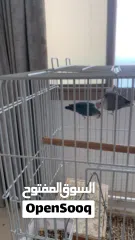  1 7طيور الحب love bird للبيع