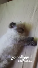 3 قط أنثى عمرها من شهرين لا ثلاثت أشهر