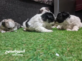  8 Shitzu puppies جراوي شيتزوا