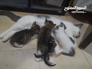  3 قطط شهر واحد من العمر