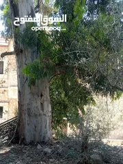  8 حطب زيتون/لوزيات ناشف