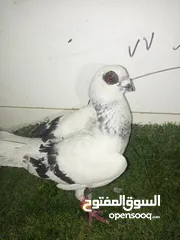  27 حمام كش للبيع كوم