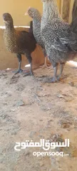  4 فراخ بلدي للبيع
