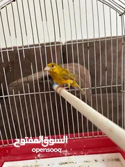 5 اثنى كناري للبيع