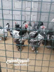  2 دحي براهمه سبرايت درجه اولى