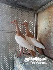  1 جوز ياهودي هرم شغال