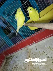  20 جوز حب هوجو رومو لاتينو  وردات فل شغال للبيع او للبدل علا جوز كنار .. اقرأ الوصف .. للبيع بدون قفص