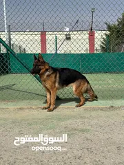  3 German shepherd