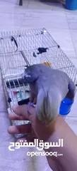  2 طير كوكتيل للبيع أليف ذكر     يصفر بصوت هادئ وليس  مزعج ويلحن أليف يأتي مع قفصه