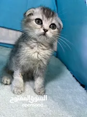 1 سكوتش فولد § برتش بييوووور