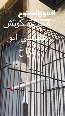  2 مجموعة كنارات الوصف موجود بالصور