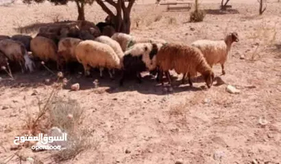  12 نبدأ بصلاة عل رسول الله - عرووووض  -عرووووض عروووض-  بمناسبة عيد الاضحى المبارك
