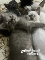 15 للمهتمين فقططط قطط للبيع سيامي وبريتش