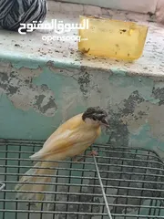  18 اقرى الوصف
