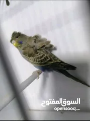  1 جوز هوجو رومو الفحل سبلت بلاك فيس 100% والطيرة بلاك فيس ازرق منتجات ومرفق صور انتاجهم وموجود فيديو