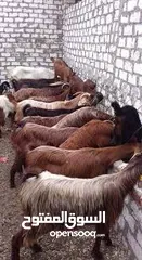  1 جديان لحم للبيع