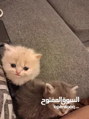  4 قطط هملايا صغيره شهرين للبيع 25 دينار واحده