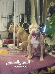  1 كلب بيتبول الامريكي للبيع