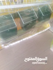  7 عصافير الجنه للبيع