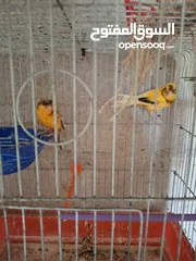 3 للبيع از البدل 4 جواز كنار  وفحل كلو شغال بالصلاه ع النبي