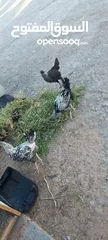  1 ديوك فيومي