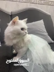  3 Cat for adoptionقطه للتبني