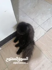  1 قطط هملايا برتش نثيه وفحل