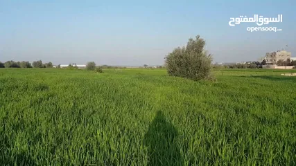  1 ارض للبيع حواره حوض القاسم