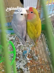  2 جوزين روز وجوز كوكتيل وذكر درة اليف طوق كامل
