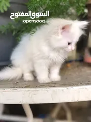  7 قطه للبيع شيرازي