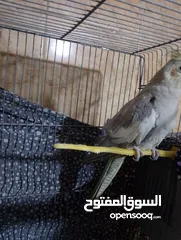  1 ببغاء كوكتيل نخب