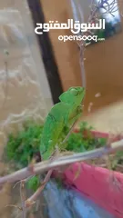  2 حرباء خضراء طولها 15 سم