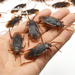  1 مقالب  رعب و نهفات مزح  حشرات دود   و اقعى صرصور و عنكبوت مقلب صدمه مصنعه من السيلكون