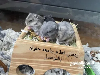  1 هامسترةعجله وسقايه