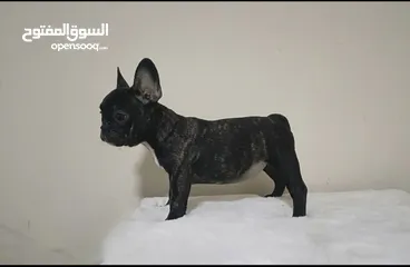  8 French bulldog