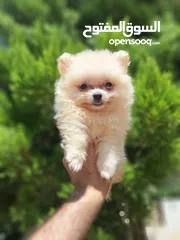  9 بومارينيان تيكب أصغر حجم مستوى عالي جدا pomeranian t_cup