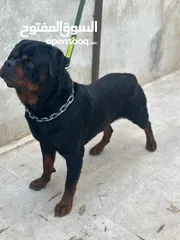  3 روت وايلر مستوى عالي