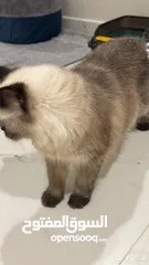  2 قط  و قطه هملايا شوكلت و قطتين  كتنز كتن بيبي  3 شهور  ابيض ناصع و عيون زرق  القط رغدول البيور الضخم