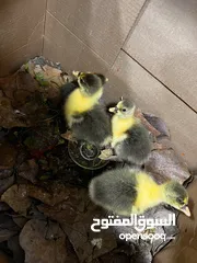 4 ربع بطات عمر اسبوع  