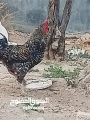  4 متاح بفضل  ديك رزي حجم جامبو السعر ثمانيه