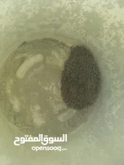  2 قنفذ حي للبيع