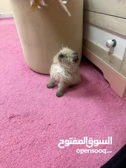  10 بيور هيمالايا كتن Cute Himalayan kitty