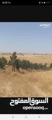  29 ارض زراعية للبيع  .. قطعه زراعية .   محافظة مادبا . ذيبان . مليح . حوض العلاقي . مساحة اربع دنمات