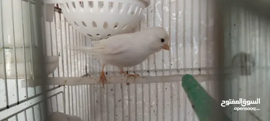  2 طيور كنار متوفر الكميه الي بدك اياها