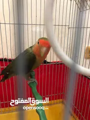  4 ببغاء الروز طفرة أورنج فيس ماشاءالله مغرد حركي مش مرييييض ابداًللبيع