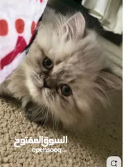  5 قطط كان هملايا بلو وهملايا اورنج عمر45 يوم