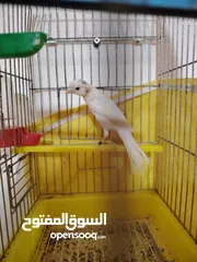  4 موجود 3 فحول 2 بناديق و واحد مقنبر  موجود انثايتين ليموني جاهزات للبيع او للبدل على ببغاء او كلب او