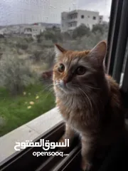  7 قطط للتبني