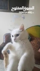  2 بيع قطط شيرازي
