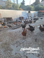  7 فراخ بلدي وبندوق براهما عمر شهرين ونص عددهم 150 تقريبا نسبه الفرخات تفوق 90%